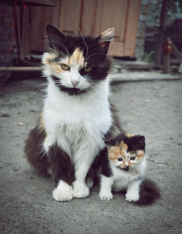 Cat MTczMjgzOQ
