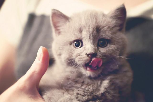 Cat MTczMzcxNA