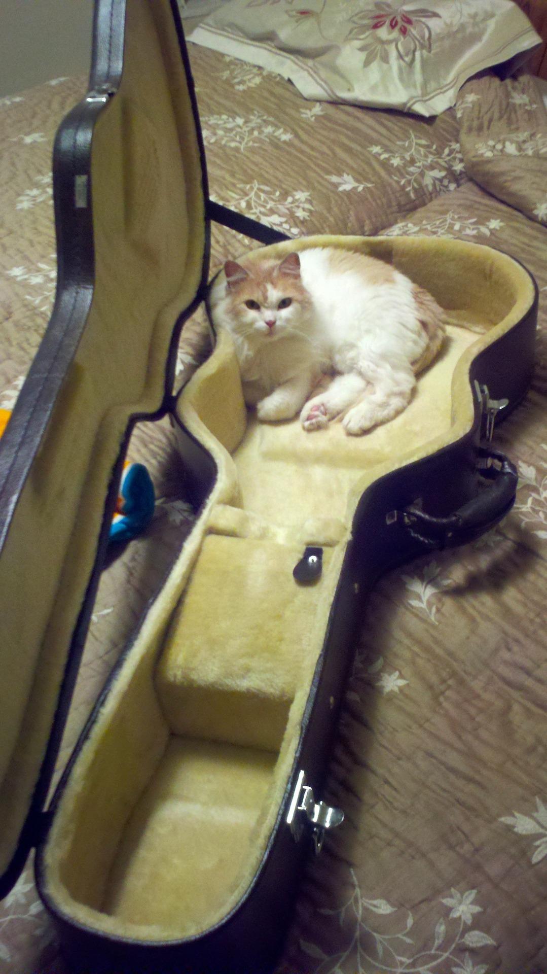 Cat MTczNDQ3NA