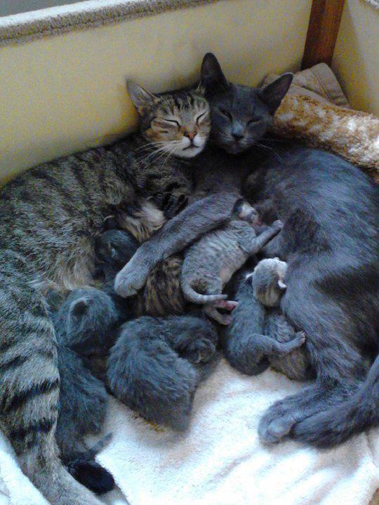 Cat MTg0MTA4OA