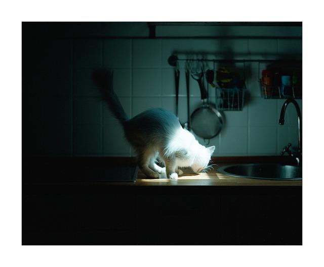 Cat MTg0MzE4MQ