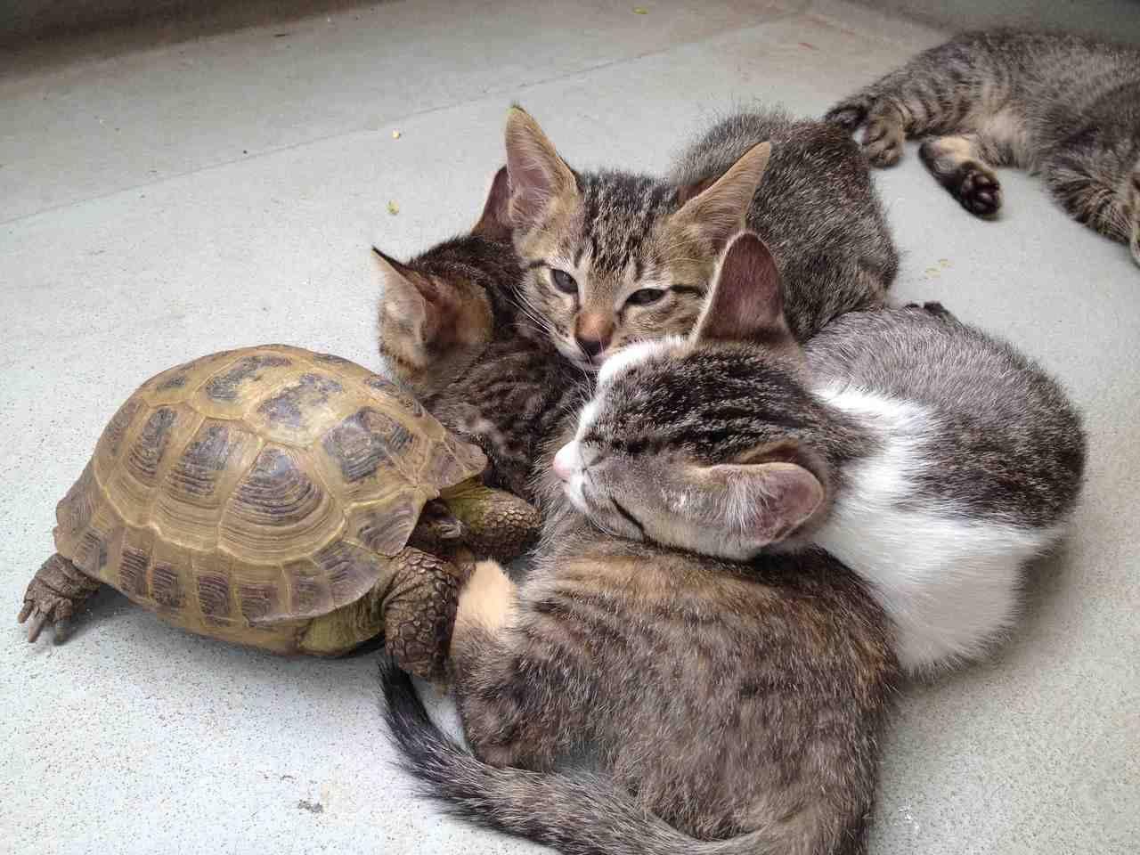 Cat MTg0MzU1MA