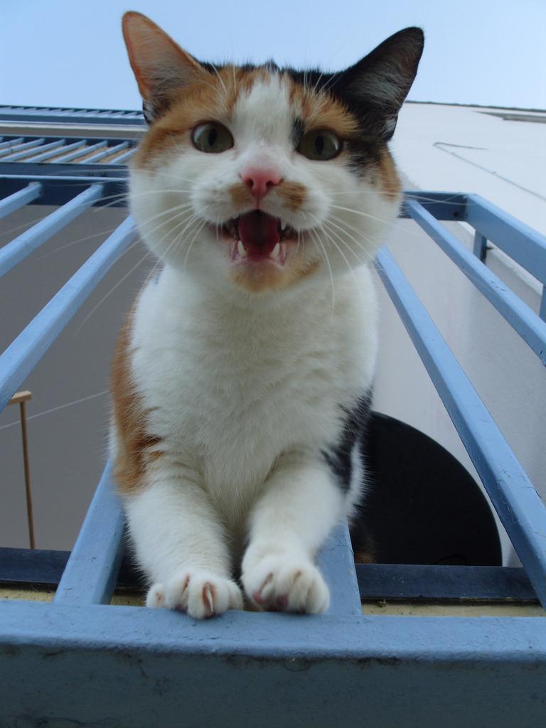 Cat MTg0Mzk1NA