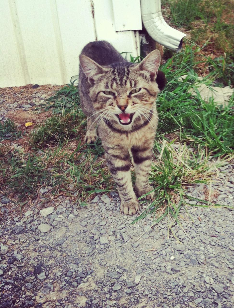 Cat MTg0OTExOA