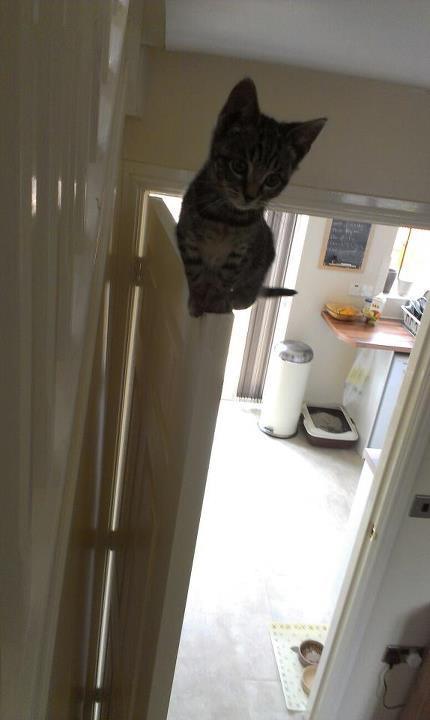 Cat MTg1MDkzMw