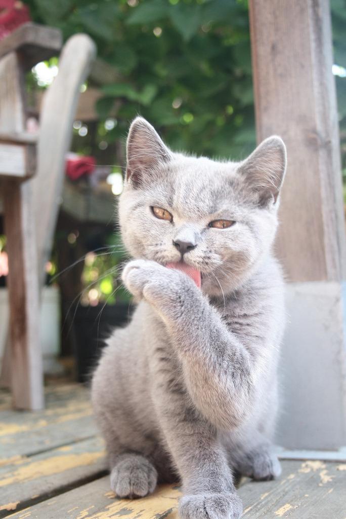 Cat MTg1MTYwNg