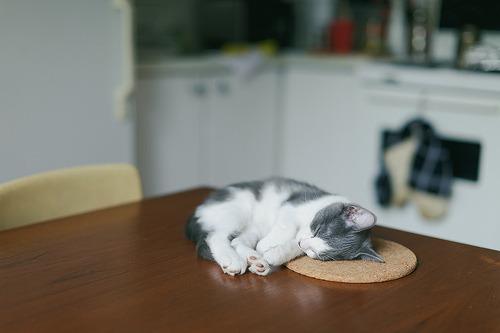 Cat MTg1MzAzNA
