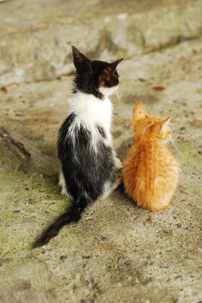 Cat MTg1NDIwNQ