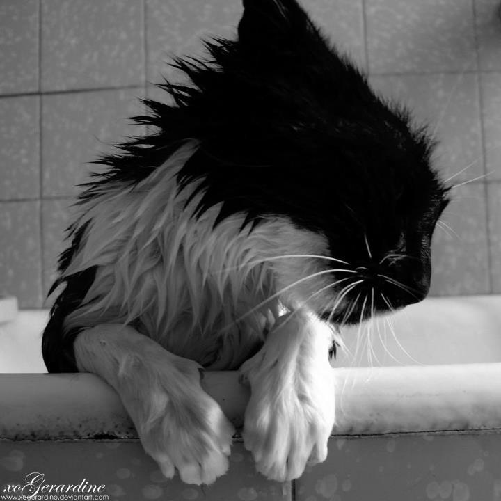 Cat MTg1NTQ1Nw