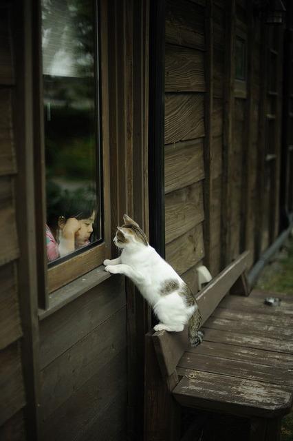 Cat MTg1NTgyMA
