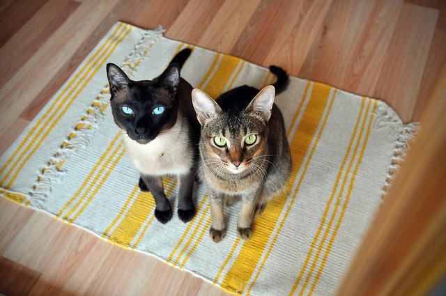 Cat MTg1NjAyNg