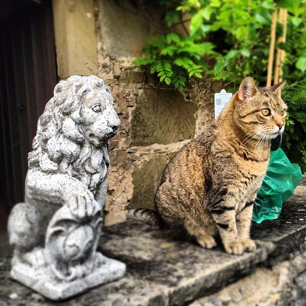 Cat MTg1NjkxNQ