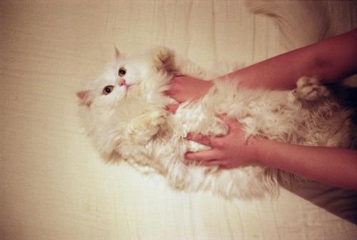 Cat MTg1Nzg3NQ
