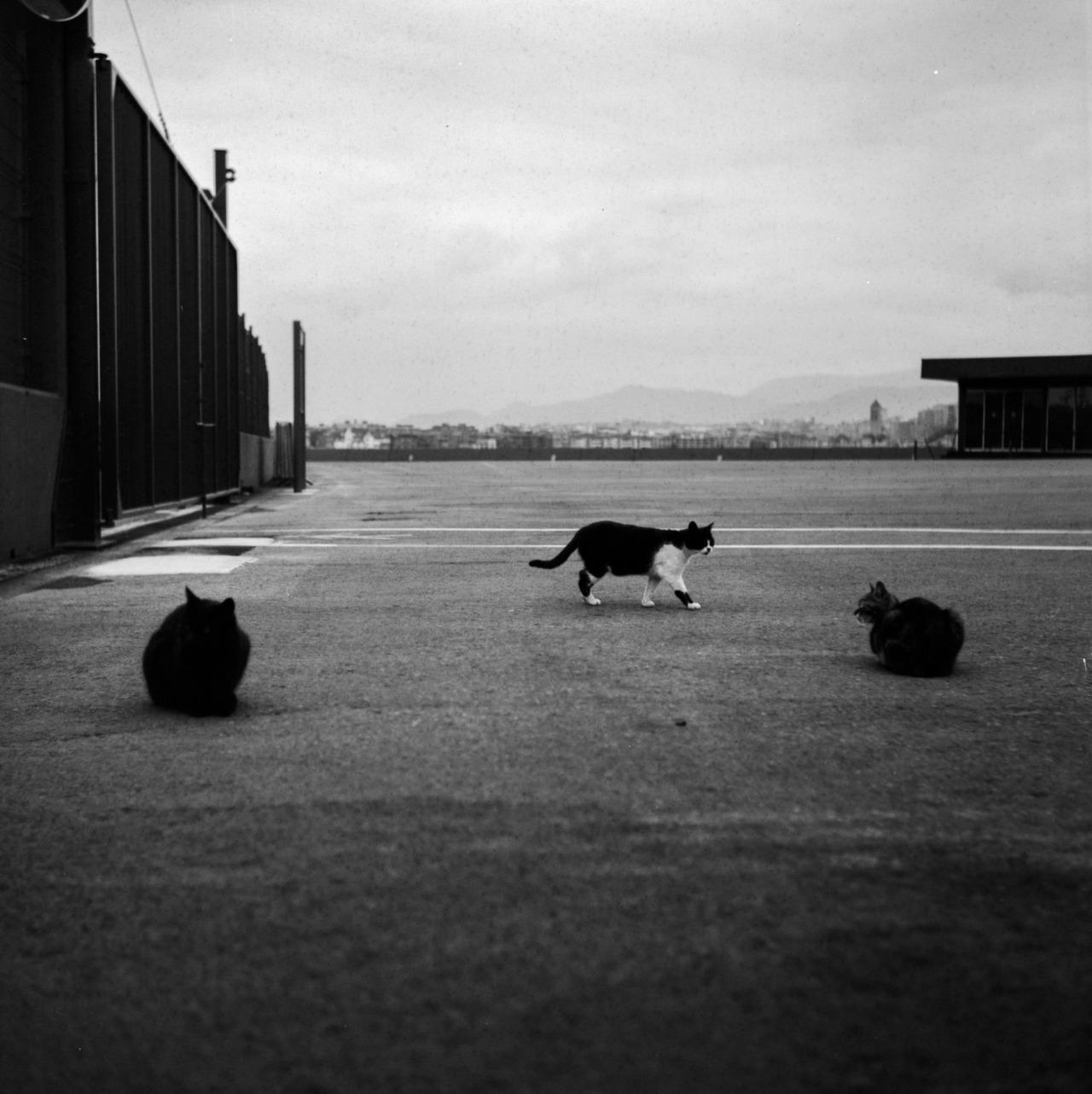 Cat MTg1ODAwMg