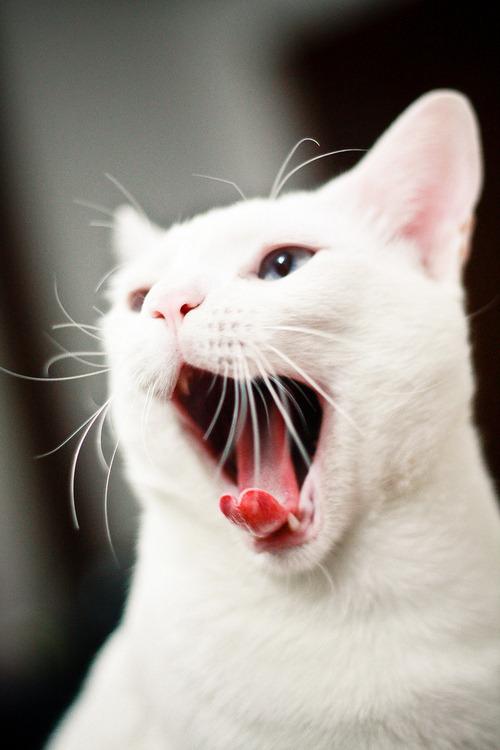 Cat MTg2MDc3OA