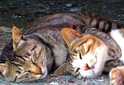 Cat MTg2NTAwMw