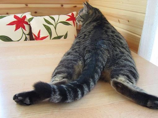 Cat MTg2Njg2MQ