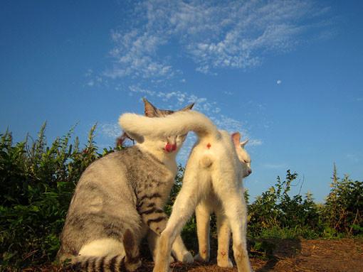 Cat MTg2NjkyMg