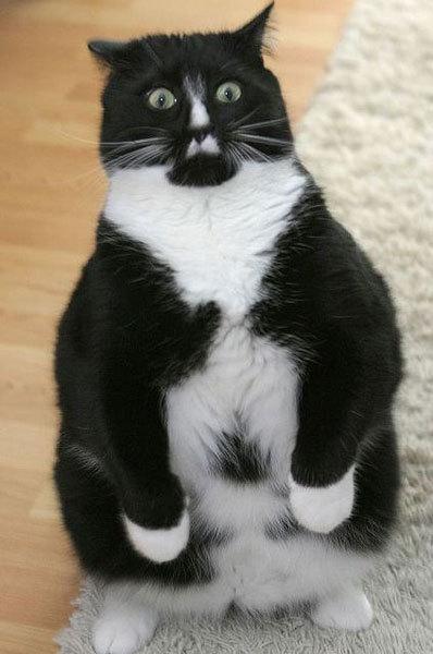 Cat MTg2NzgzOQ
