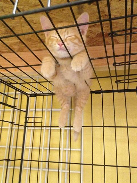 Cat MTg2ODc5Mw