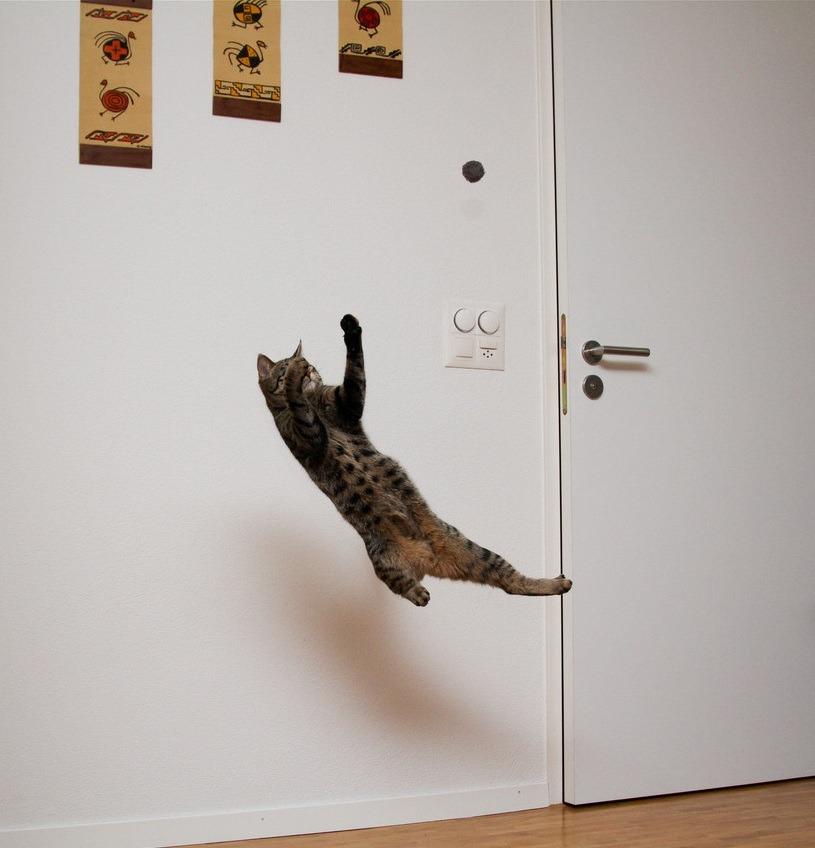 Cat MTg2ODgwOA