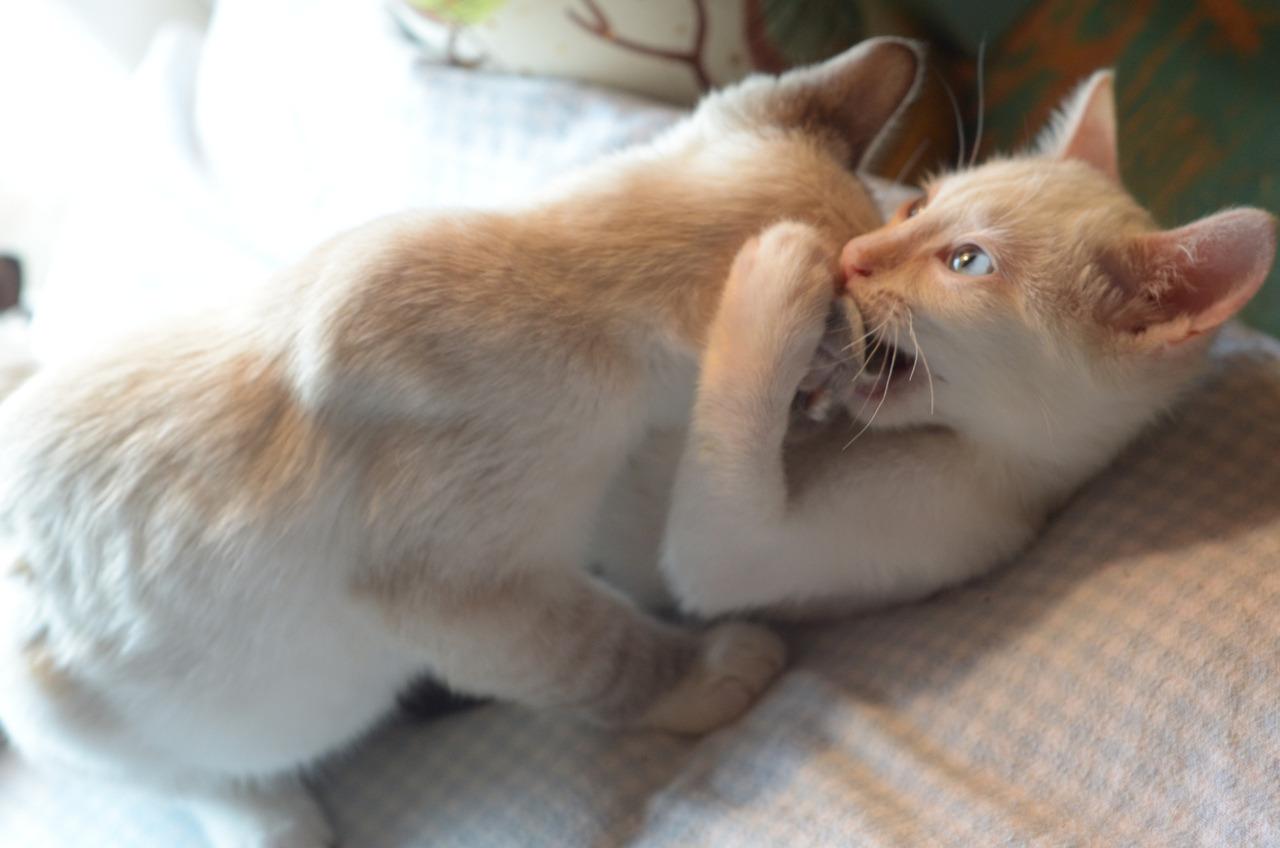 Cat MTg3MDE3MQ