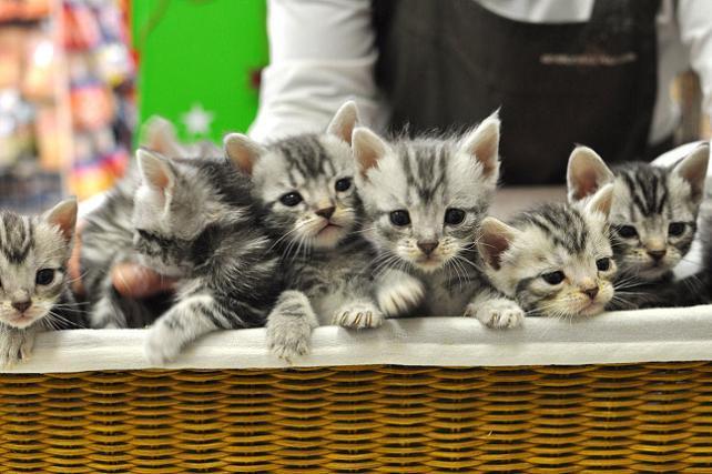 Cat MTg3MDk3Ng