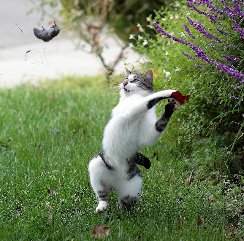 Cat MTg3MTExNQ