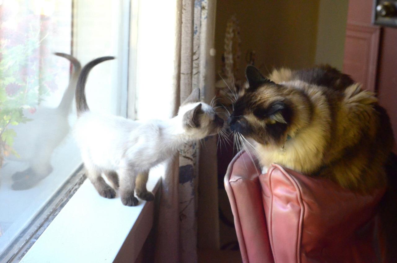 Cat MTg3MzEyOA