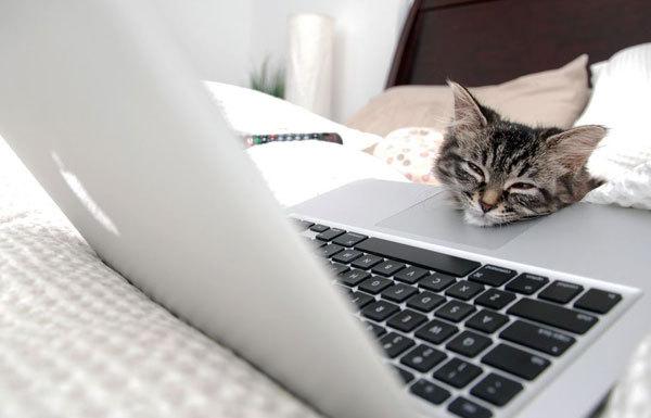 Cat MTg3MzgwMA