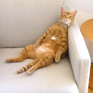 Cat MTg3NTQ4NA