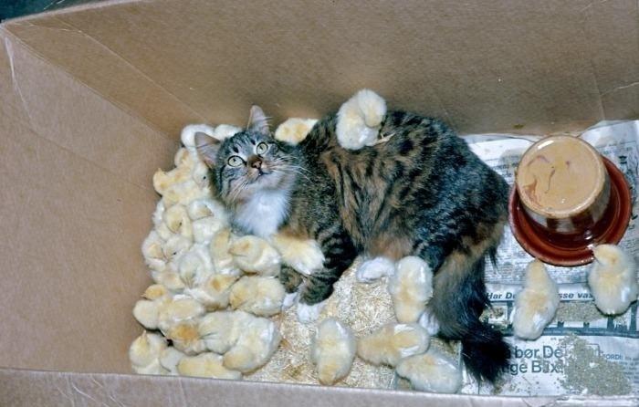 Cat MTg3NTc4OA