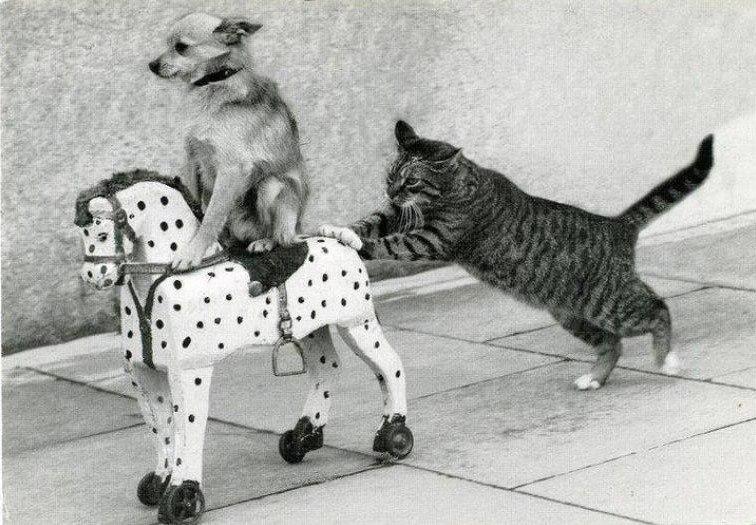 Cat MTg3NjA1MA