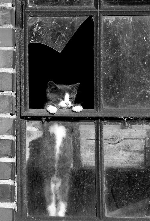 Cat MTg3NjQ0Mg