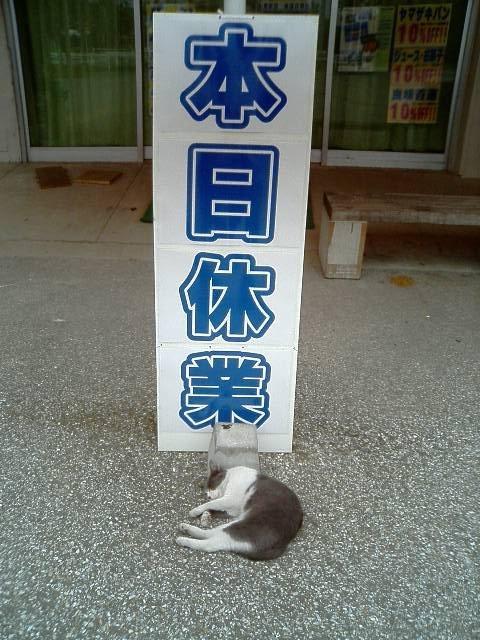 Cat MTg3NzAxMA