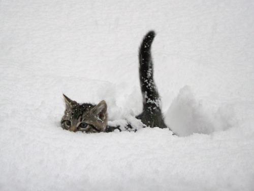 Cat MTg3Nzk5MQ