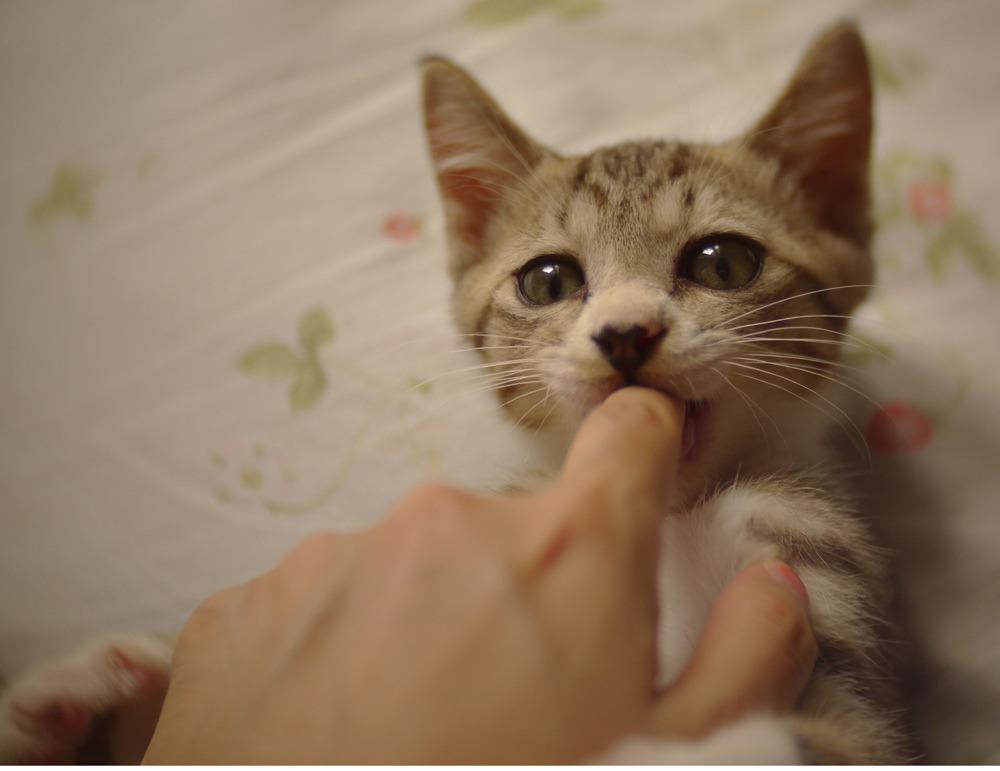 Cat MTg3OTI3MQ