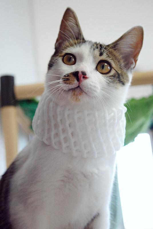 Cat MTg3OTkyMA