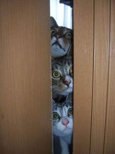 Cat MTg4MjM4Mg