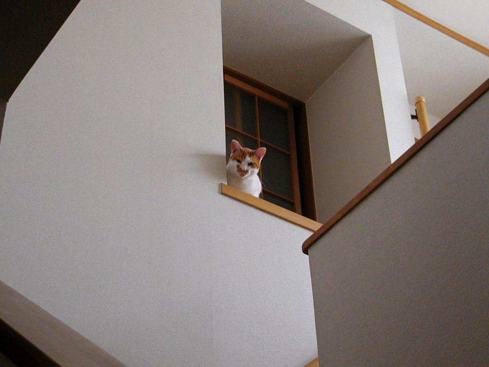 Cat MTg4MjQ2Ng