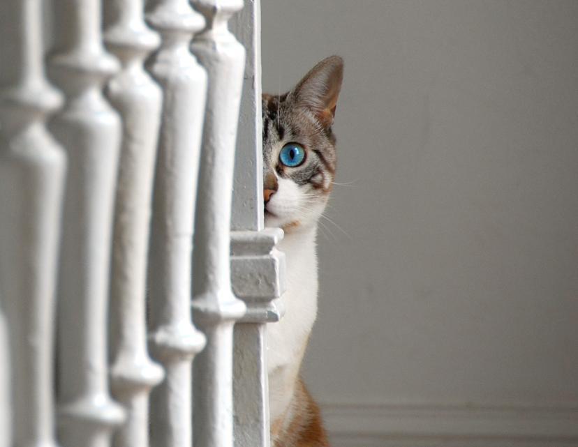 Cat MTg4MjgxNA