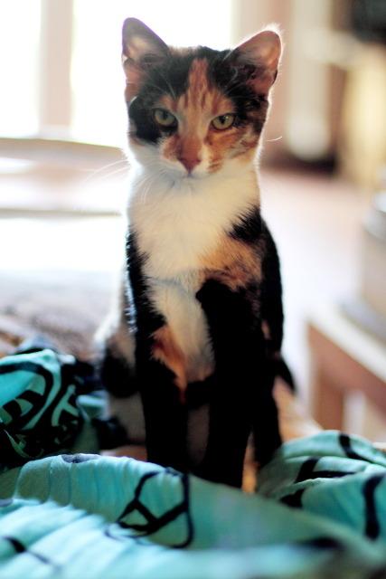 Cat MTg4MzEwNg