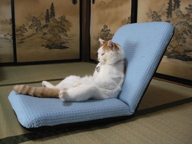 Cat MTg4NDA3MA