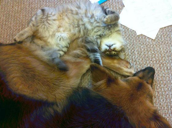 Cat MTg4NTgyNw