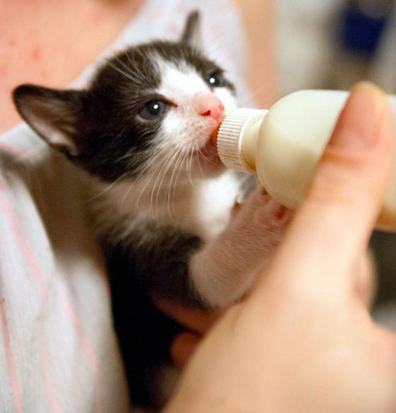 Cat MTg4NjA4OA