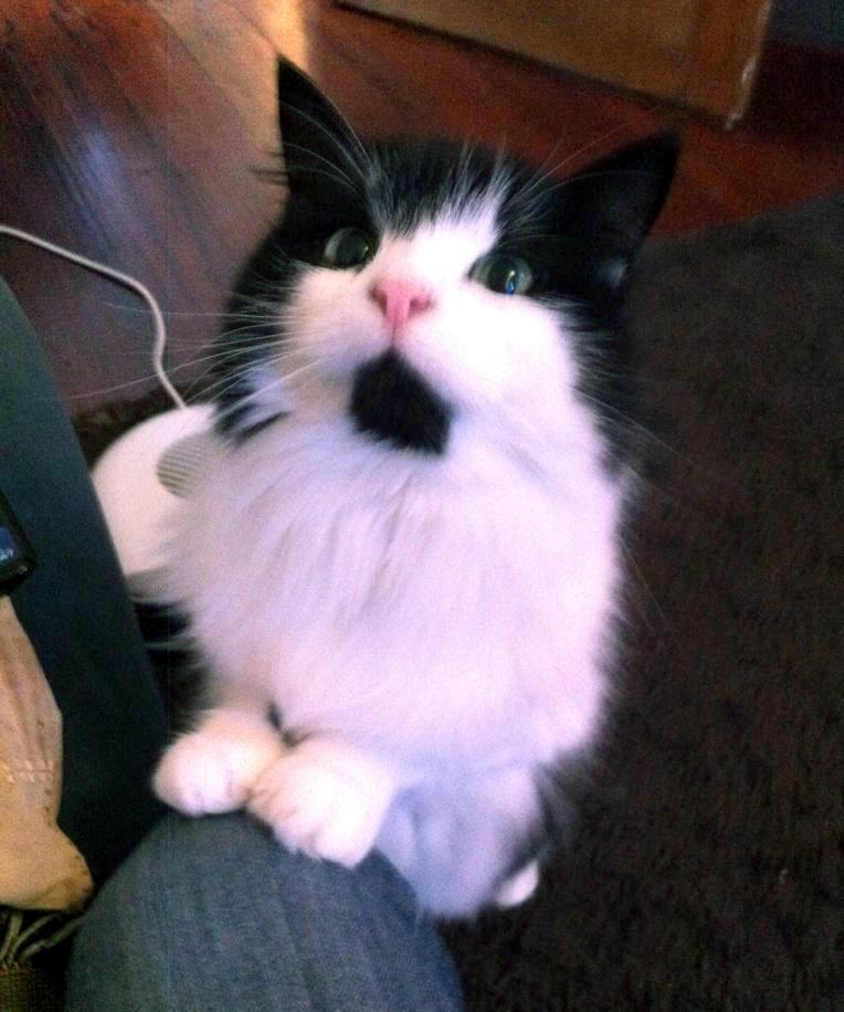 Cat MTg5MDM1OA