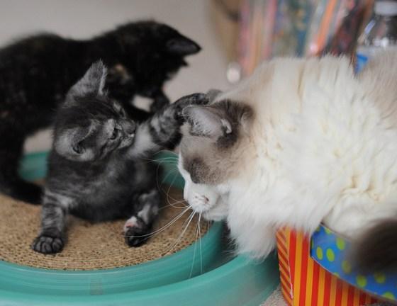Cat MTg5NjAzMw