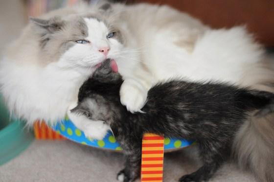 Cat MTg5NjEwOA