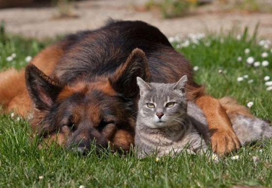 Cat MTg5NzI2NA