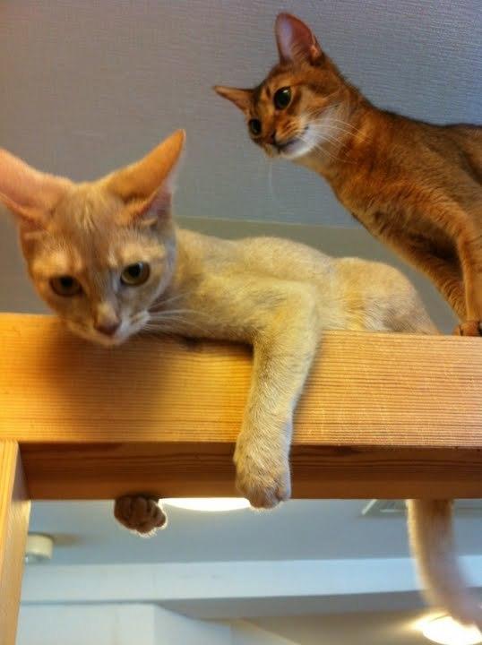 Cat MTg5NzY0OQ